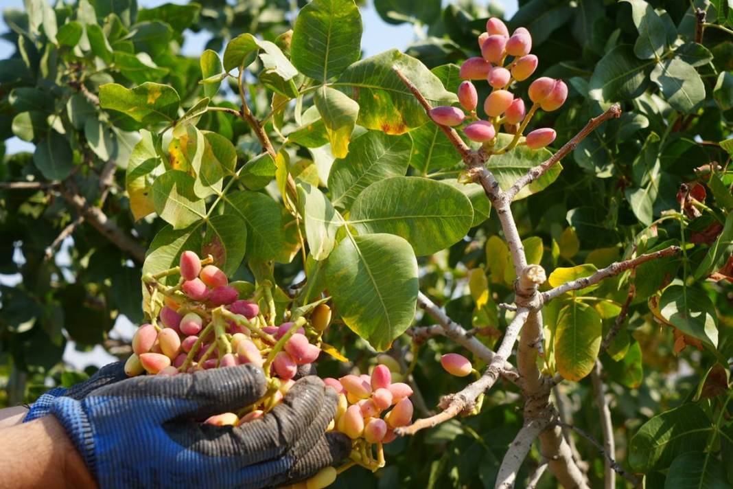 O kentten yeşil altın fışkırıyor: Bu yıl hasat bol! Fiyatına rağmen kapış kapış satılıyor 2